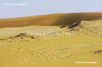 Dune 41-22-08